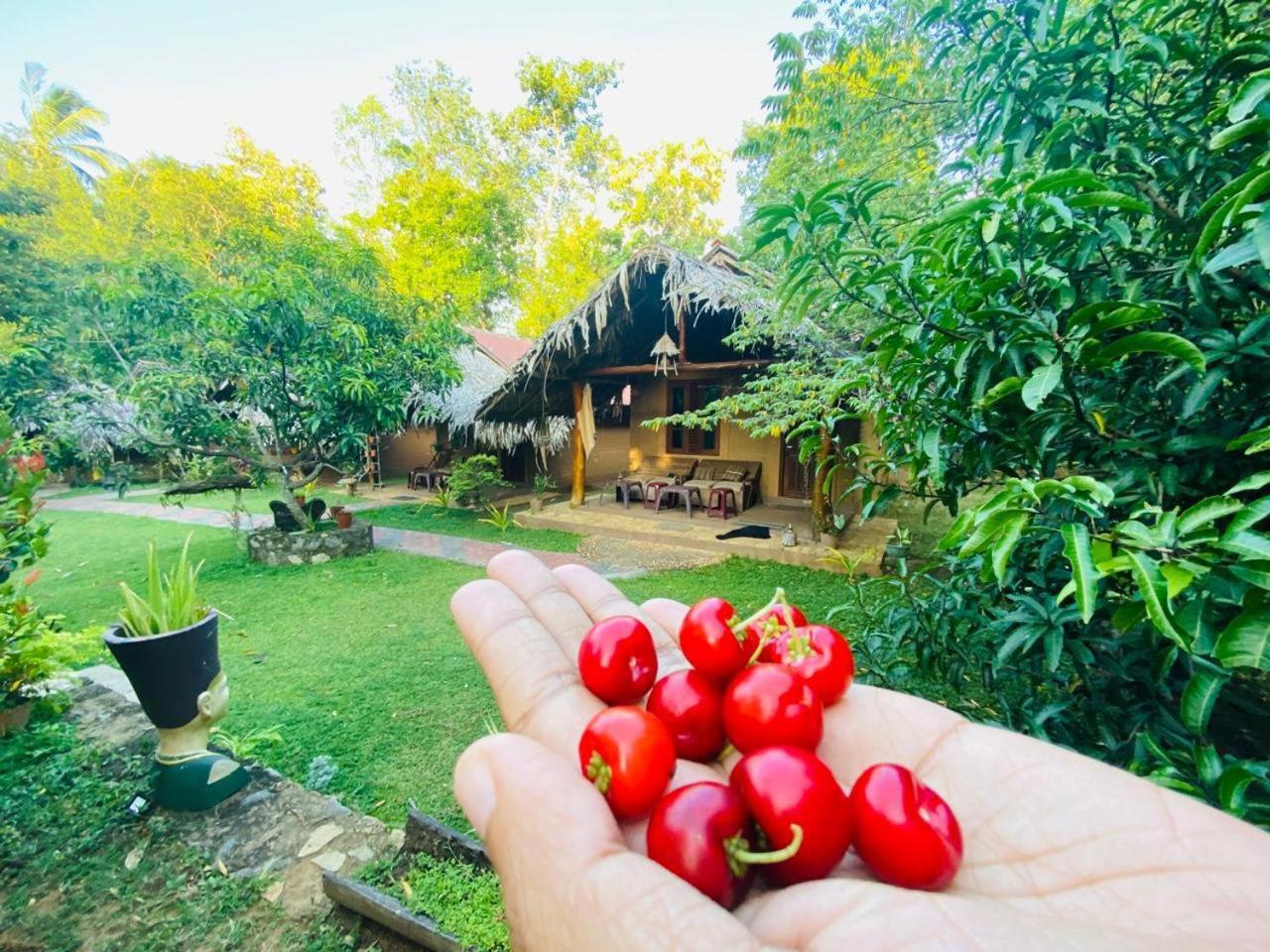 Hasthi Safari Cottage Udawalawe Exterior photo